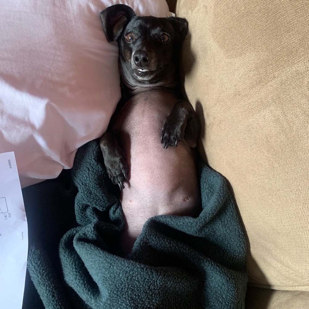 Meet your Posher, Izzy